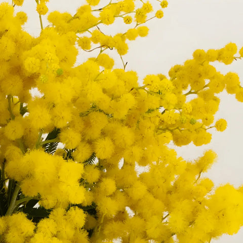Yellow Mimosa Flowers Close Up - Image