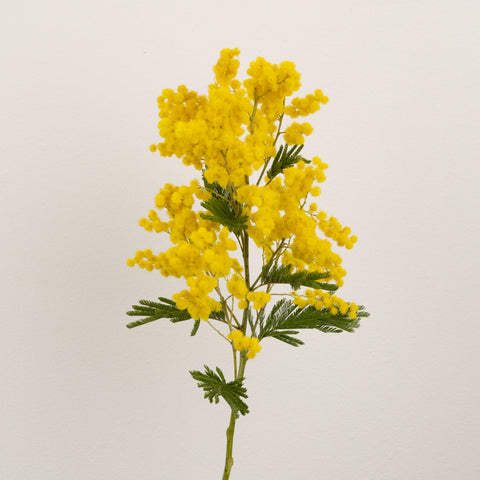 Yellow Mimosa Flowers Stem - Image