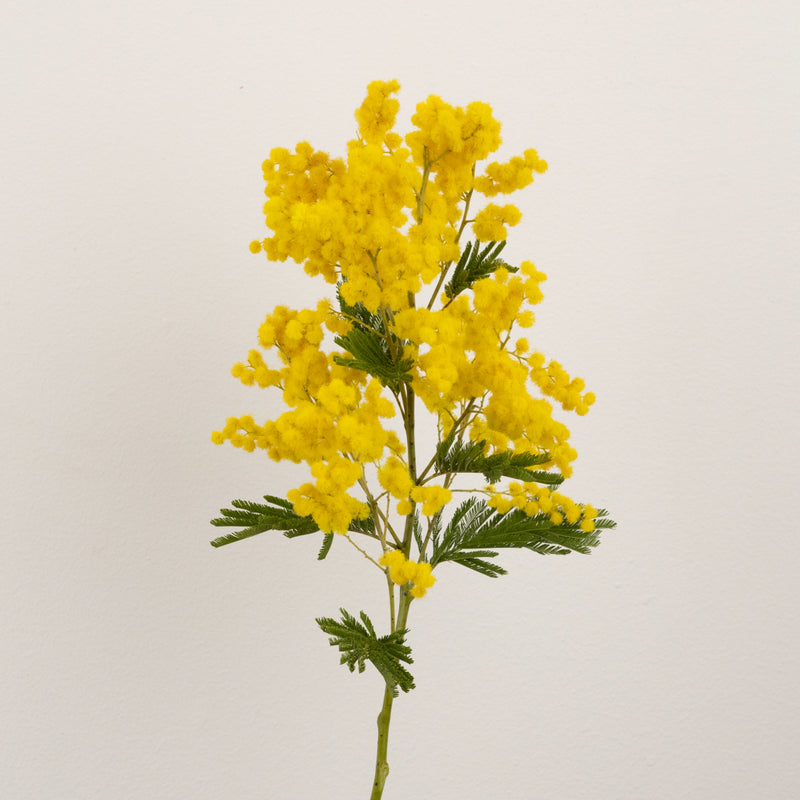 Yellow Mimosa Flowers Stem - Image