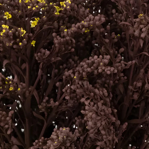 Chocolate Tinted Solidago Flowers Close Up - Image