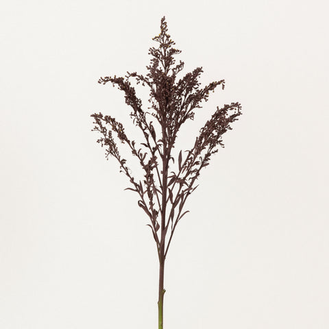 Chocolate Tinted Solidago Flowers Stem - Image