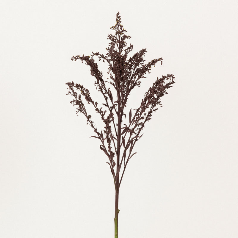 Chocolate Tinted Solidago Flowers Stem - Image