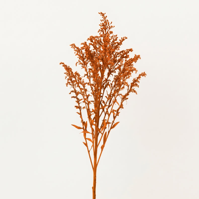 Tinted Orange Estelle Solidago Filler Flowers Stem - Image