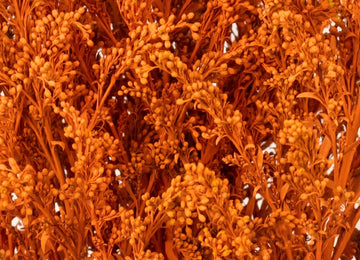 Tinted Orange Estelle Solidago Filler Flowers Apron - Image