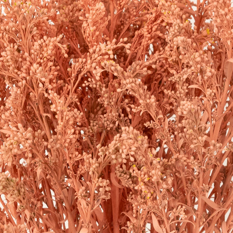 Peachy Orange Tinted Solidago Wildflower Close Up - Image