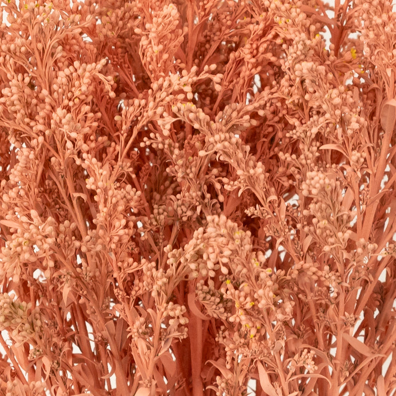 Peachy Orange Tinted Solidago Wildflower Close Up - Image