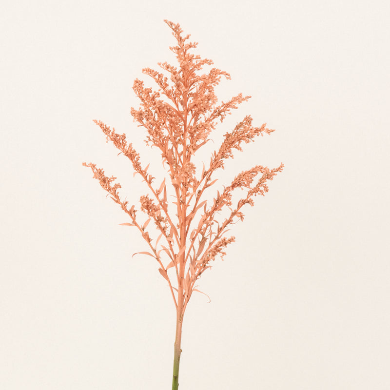 Peachy Orange Tinted Solidago Wildflower Stem - Image
