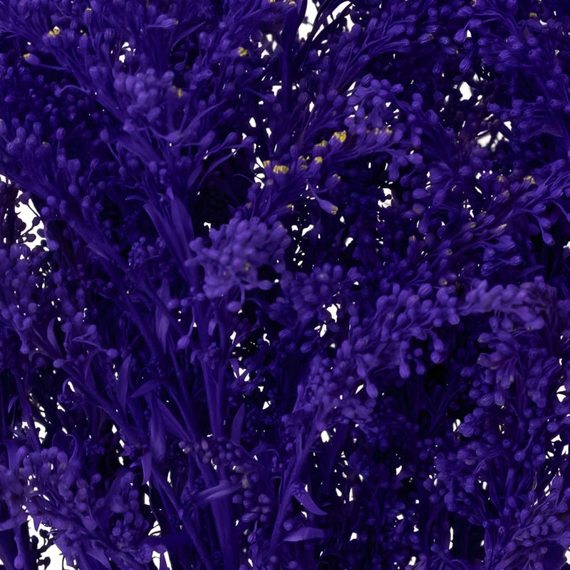 Amethyst Purple Tinted Solidago Flowers Close Up - Image
