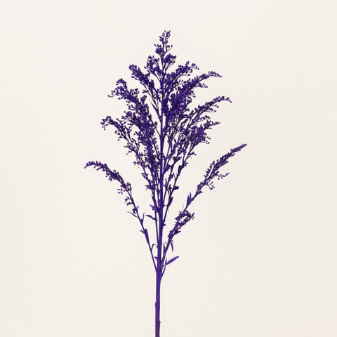 Amethyst Purple Tinted Solidago Flowers Stem - Image