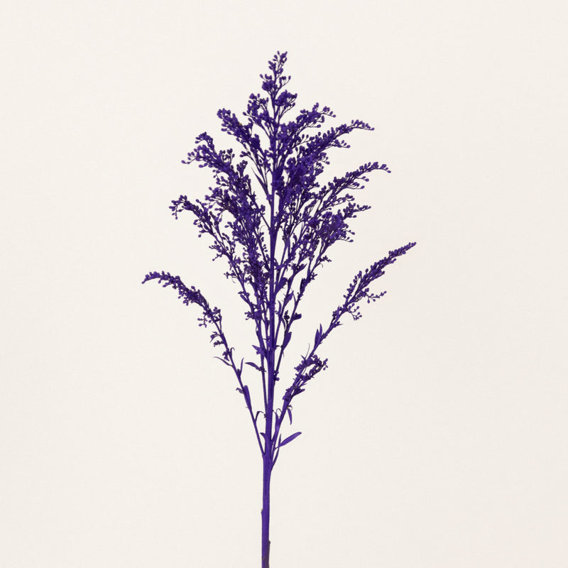 Amethyst Purple Tinted Solidago Flowers Stem - Image
