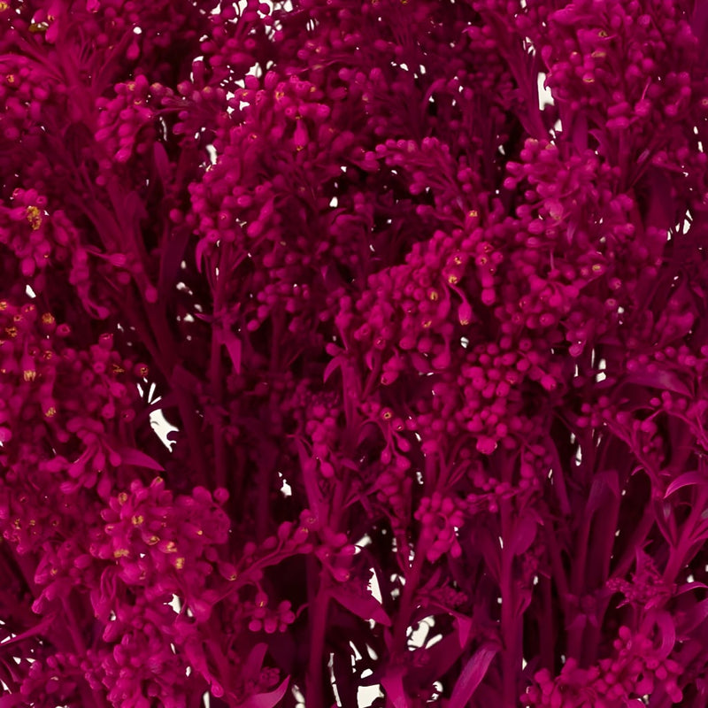 Pink Tinted Estelle Solidago Filler Flowers Close Up - Image