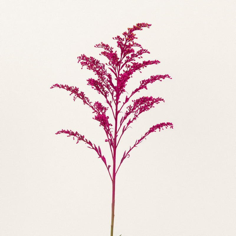 Pink Tinted Estelle Solidago Filler Flowers Stem - Image
