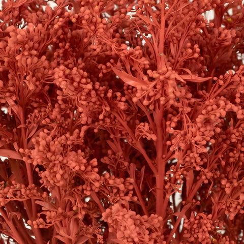 Persimmon Tinted Solidago Flowers Close Up - Image