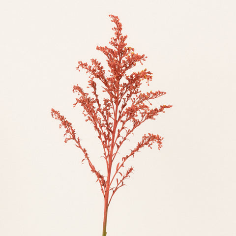 Persimmon Tinted Solidago Flowers Stem - Image