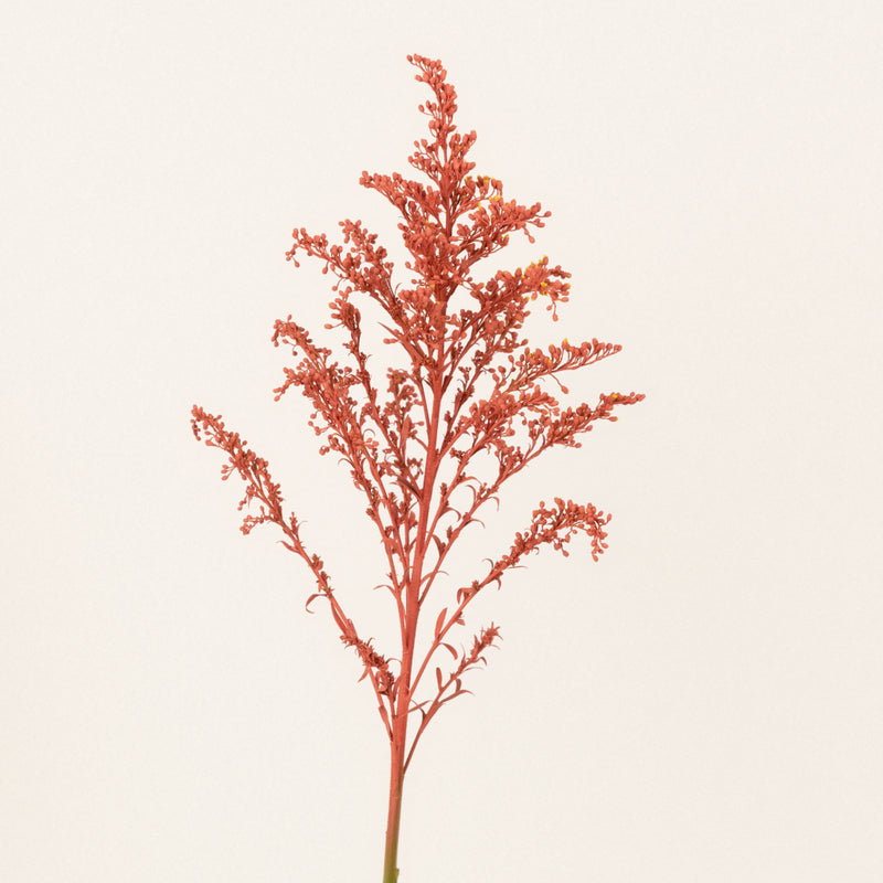 Persimmon Tinted Solidago Flowers Stem - Image