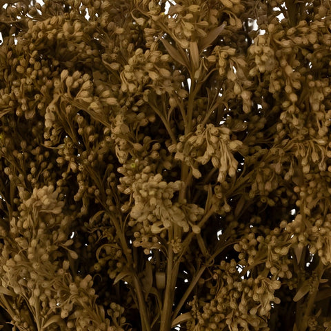 Brown Sugar Tinted Solidago Flowers Close Up - Image