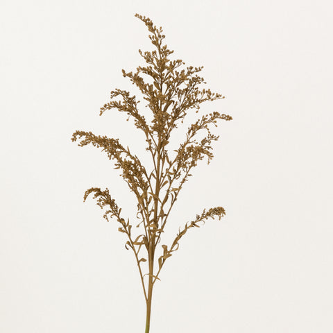 Brown Sugar Tinted Solidago Flowers Stem - Image