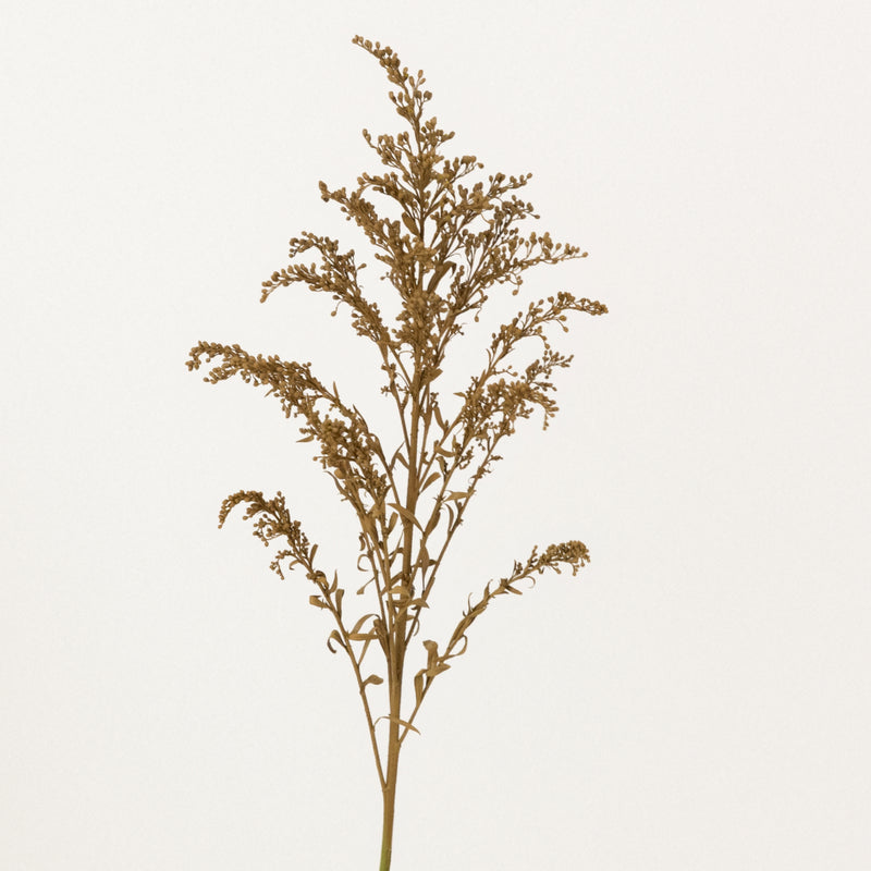 Brown Sugar Tinted Solidago Flowers Stem - Image