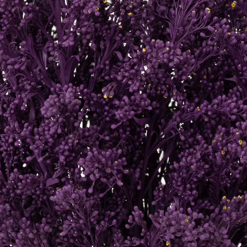 Royal Purple Tinted Solidago Flowers Close Up - Image