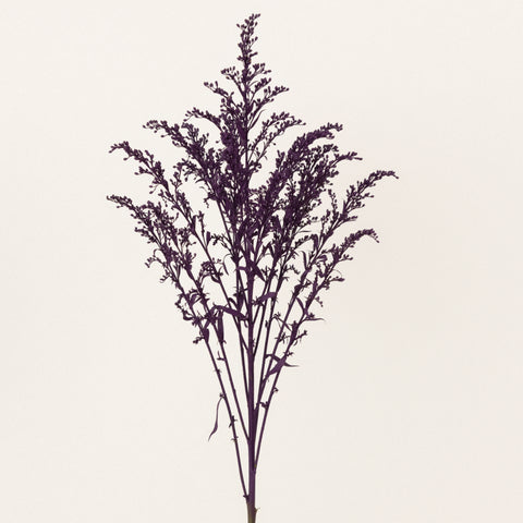 Royal Purple Tinted Solidago Flowers Stem - Image