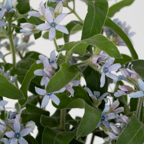 Soft Blue Designer Tweedia Flower Close Up - Image