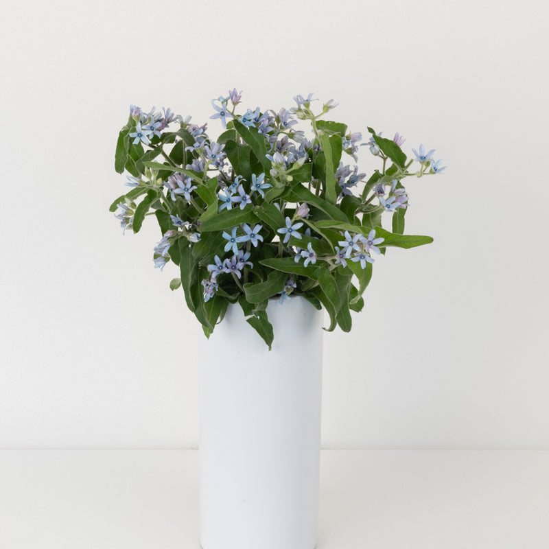 Soft Blue Designer Tweedia Flower Vase - Image