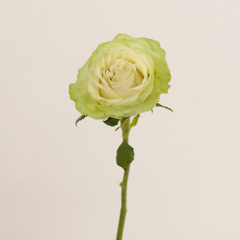 Wasabi Green Rose Apron - Image