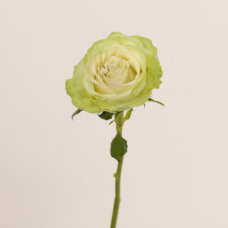 Wasabi Green Rose Apron - Image