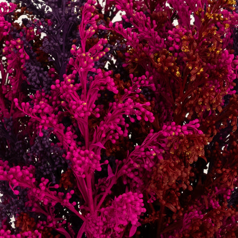 Crimson Kiss Solidago Pack Close Up - Image