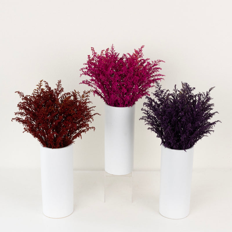 Crimson Kiss Solidago Pack Stem - Image