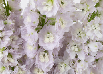 Pink River Designer Delphinium Flower Close Up - Image