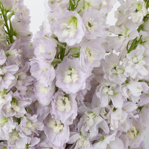 Pink River Designer Delphinium Flower Close Up - Image