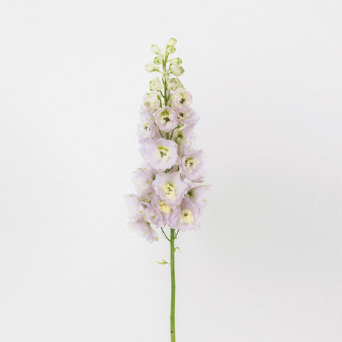 Pink River Designer Delphinium Flower Stem - Image