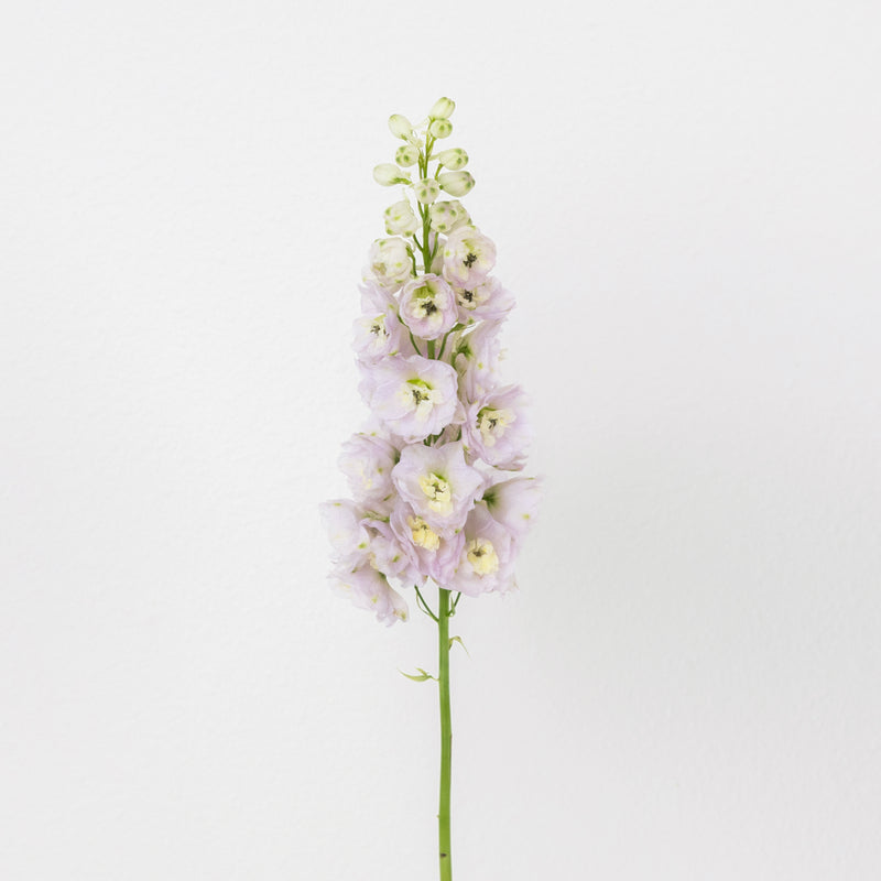 Pink River Designer Delphinium Flower Stem - Image