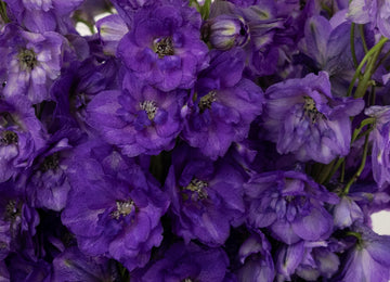 Purple Designer Delphinium Flower Close Up - Image