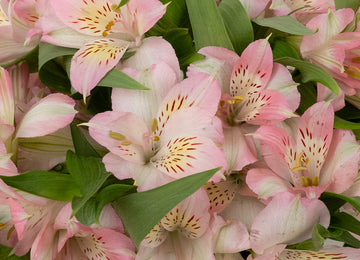 Baby Pink Peruvian Lilies Other - Image