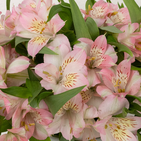 Baby Pink Peruvian Lilies Other - Image