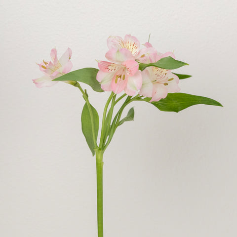 Baby Pink Peruvian Lilies Other - Image