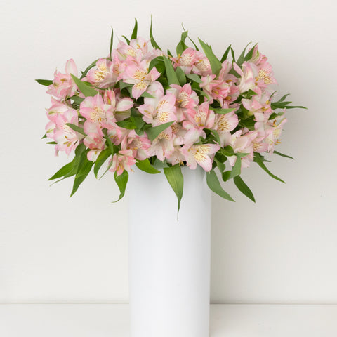 Baby Pink Peruvian Lilies Other - Image