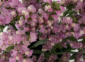 Pink Tissue Culture Statice Flower Close Up - Image