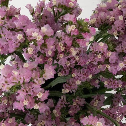 Pink Tissue Culture Statice Flower Close Up - Image