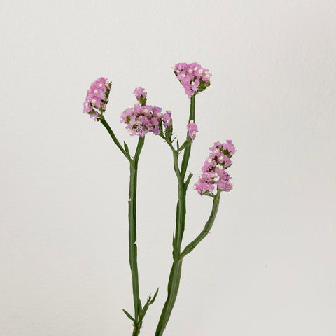 Pink Tissue Culture Statice Flower Stem - Image