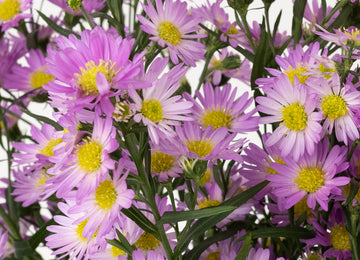 Sugar Plum Pink Spray Aster Flowers Close Up - Image
