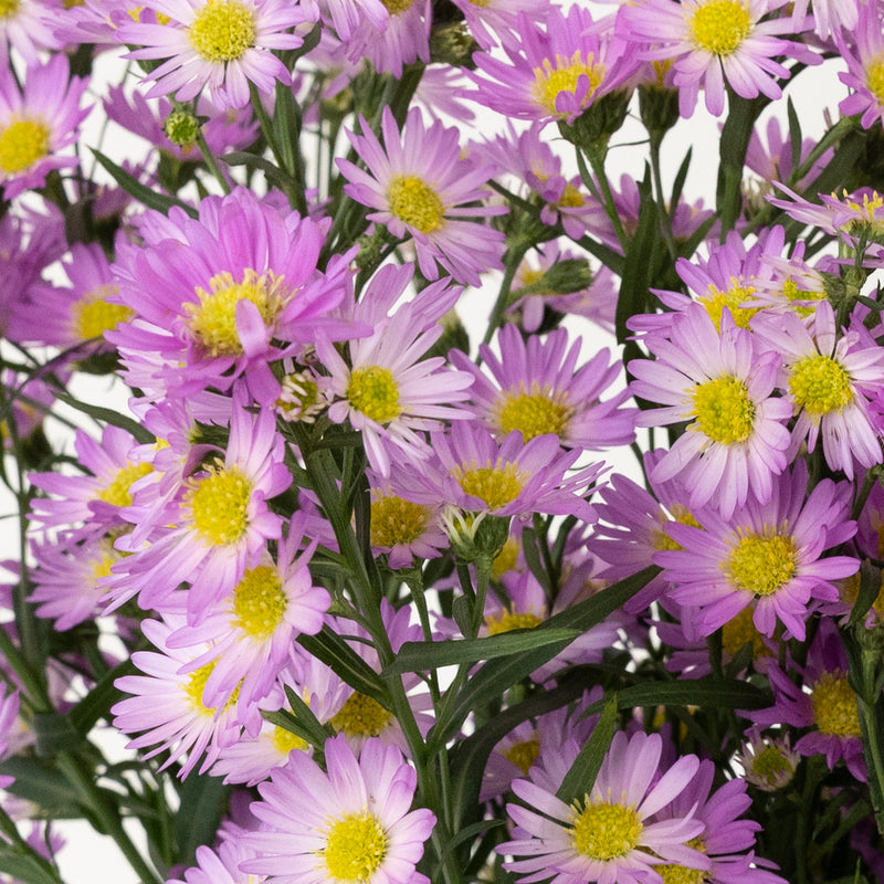 Sugar Plum Pink Spray Aster Flowers Close Up - Image
