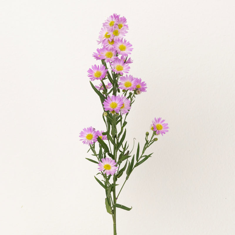 Sugar Plum Pink Spray Aster Flowers Stem - Image