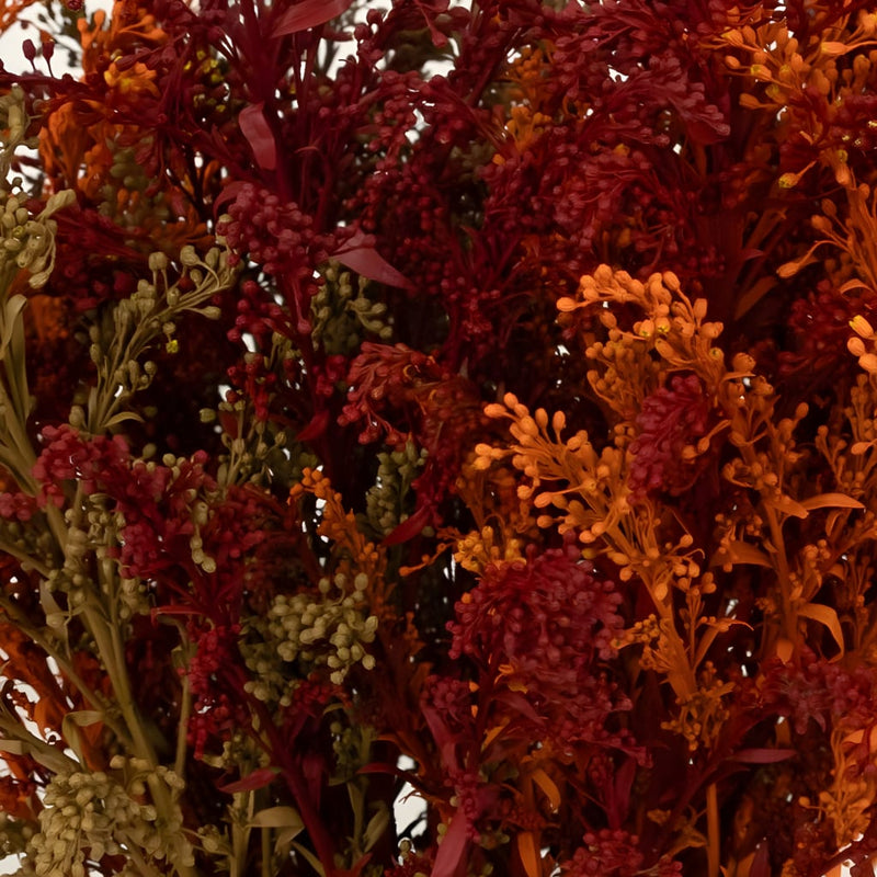 Traditional Fall Solidago Pack Close Up - Image