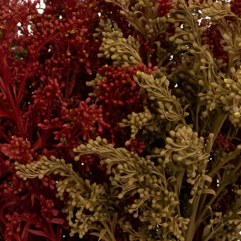 Sugar And Spice Solidago Pack Close Up - Image