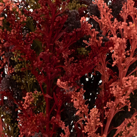 Dark Fall Solidago Pack Close Up - Image