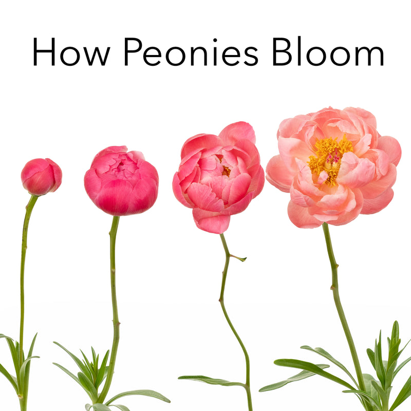 Mixed Color Peonies Apron - Image