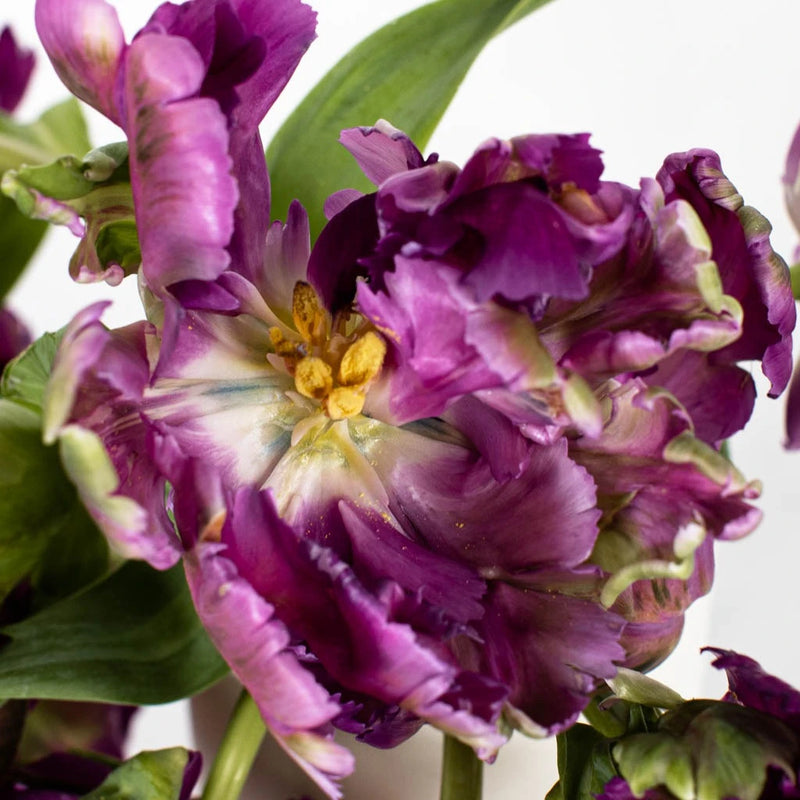Amethyst Garden Parrot Tulip Stem - Image
